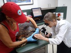 Hospital manager Bette Zirkelbach and veterinarian ophthalmologist Lorraine Karpinksi work on Good Hope (Photo courtesy of The Turtle Hospital). Hospital manager Bette Zirkelbach and veterinarian ophthalmologist Lorraine Karpinksi work on Good Hope (Photo courtesy of The Turtle Hospital).